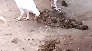 Cute birds ll cutest chicken
