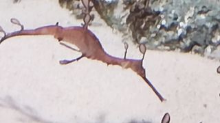 Fish life