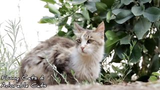Hii friends, This is a collection of funny and adorable cat videos part 4 , welcome to watch.