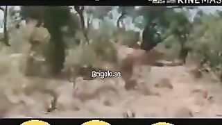 Jangal me mangal