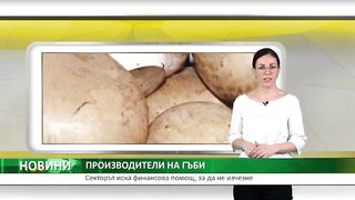 ПРОИЗВОДИТЕЛИТЕ НА ГЪБИ ИСКАТ ФИНАНСОВА ПОДКРЕПА