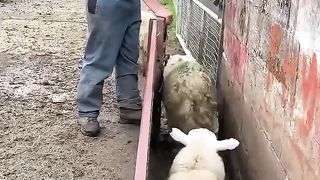 Nice sheep