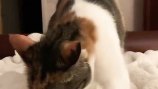 Cute Kitty! Watch all the fun things cats do during the day