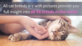 All Cat Breeds A-Z With Pictures! (all 98 breeds in the world)