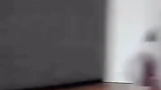 Dog and cat video