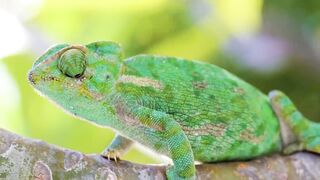 Nature beauty+ animals