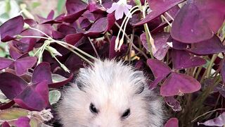 Hamster
