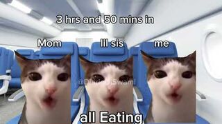 Travel to dubai #memes #cats #funny