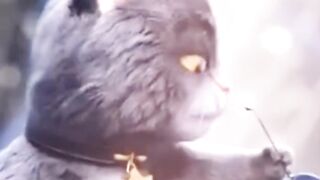 Dancing cat get viral