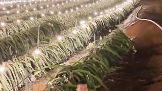 Amazing videos vol 602