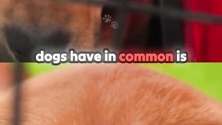 100 Abandoned Dogs Find Loving Home