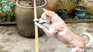 Check out this dog's record breaking training#dog#trending#viral #febspot