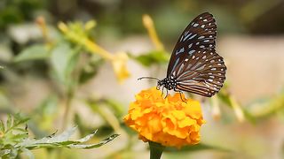 Butterfly  flower