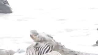 Will the zebra escape the ???? crocodile