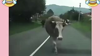 So funny please subscribe and mention your gf.