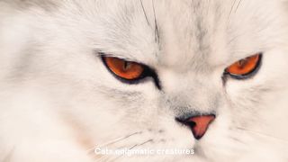 The Spiritual Connection of Cats | Why Did GOD put a CAT in your life ?