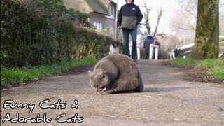 Hii friends, this is a collection of funny and adorable cat videos part 5 , welcome to watch.