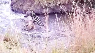 Powerful Zebra