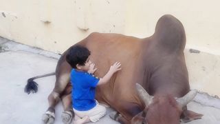 Cute boy play with wild ox