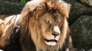 Animals