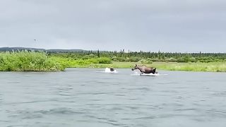 BROWN BEAR vs. MOOSE_ Witnessed a once-in-a-lifetime occurrence! Subscribe for full 10 min video