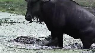 Wildebeest Escapes Vicious Crocodile Attack! ????????