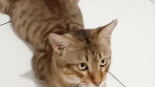 Si belang lagi galau guys