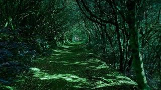 forest_-_97998