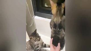 The stupidest creature on earth makes me fascinated