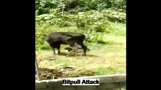 Bitpull Attack
