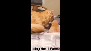 Cat Mom Introducing Her 1 Week Old Kitten to Her Dog Friend