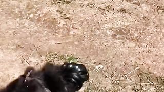 chicken runs to the car to greet owner arriving home everyday ❤