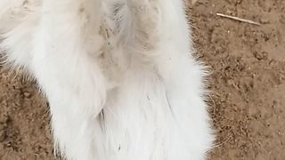 my dog s m
