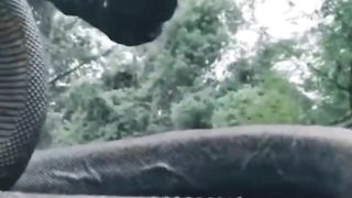 Dangerous Animals In Amazon