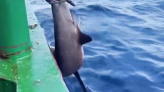 When Fishermen Find Protected Fish, What Happens.