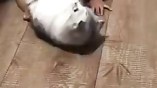Kocheng Belang Bahagia Maen Bareng Dhe2 Bayi