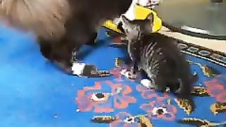 Kesian Kitten Dikentutin Kocheng Betina