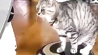 Kocheng Belang Bahagia Punya Maenan Baru