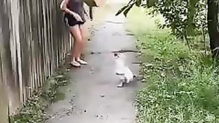 Serangan Ayam Jago yang Galak