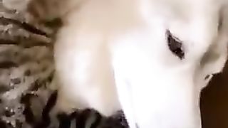 Kocheng Belang Sayang Sama Hewan Doggy
