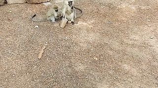 Monkey chit chat