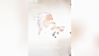 Essayer De Ne Pas Rire ???? Meilleurs Chiens et Chats Drôles ???????? Partie 3 #mignon  #animaux  #animauxdrôles #chats  #chiens Musique