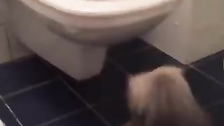 Essayer De Ne Pas Rire ????