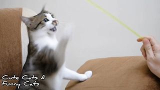 Hii friends, this is a collection of funny and adorable cat videos part 6 , welcome to watch.