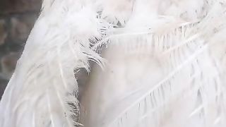 The white beak