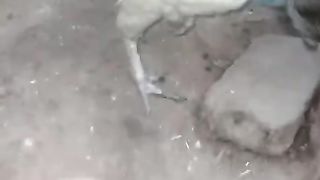 White beak is not parrot