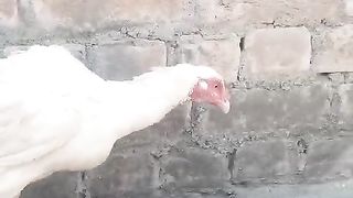 Walk of a white hen