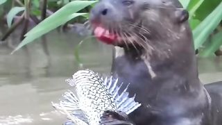 Giant River Otter _ Aquatic Honey Badger