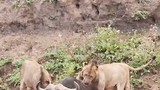 Can The Elephant Save The Buffalo From The Lion