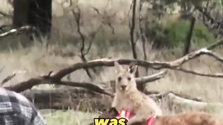How+to+KNOCKOUT+a+Kangaroo